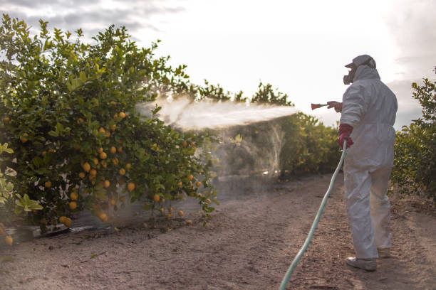 Best Termite Control Services  in Tillamook, OR