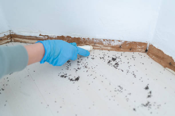 Best Wasp Removal Services  in Tillamook, OR